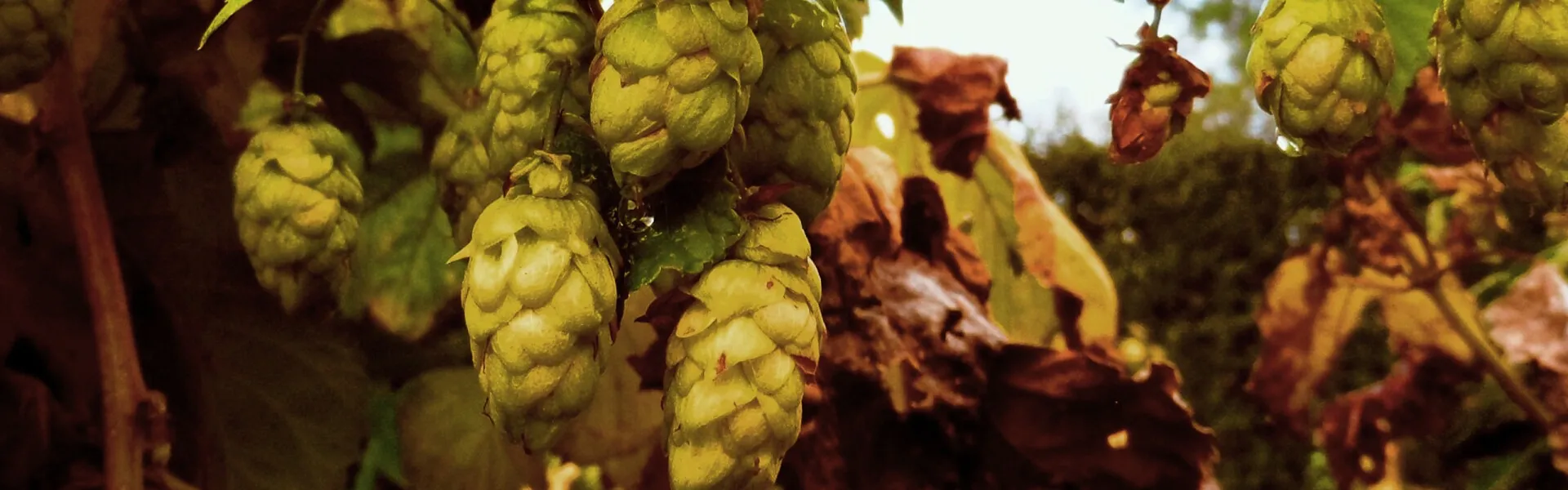 Hop
